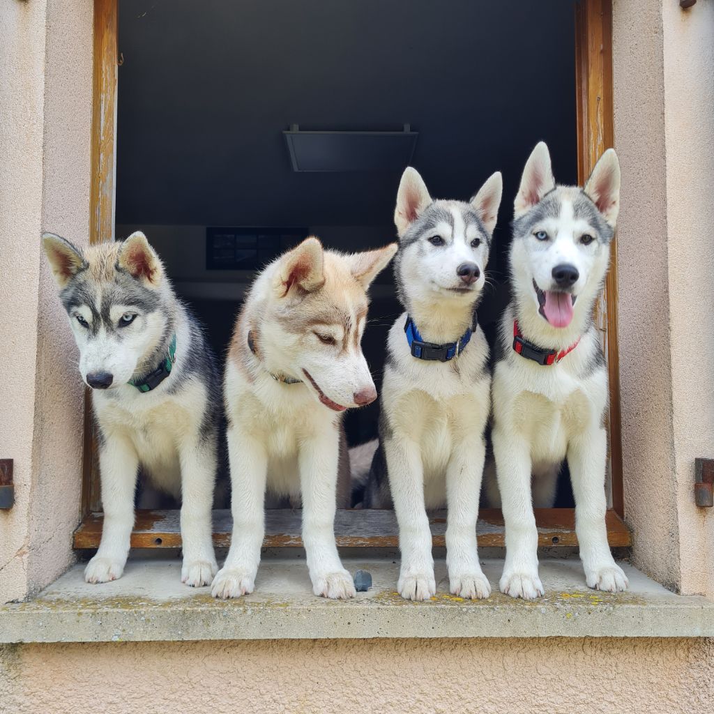 chiot Siberian Husky Des Terres Du Williwaw