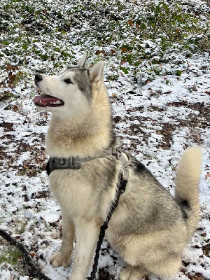 CHIOT COLLIER BLEU