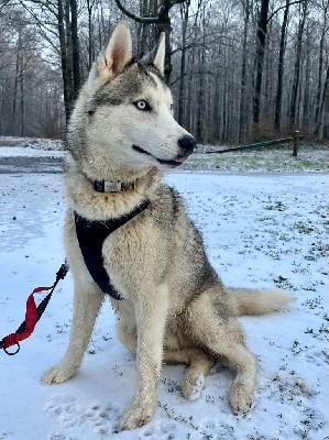 CHIOT COLLIER ROUGE