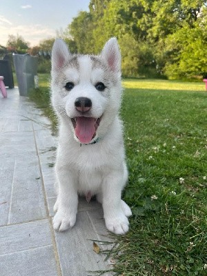 CHIOT COLLIER BLEU