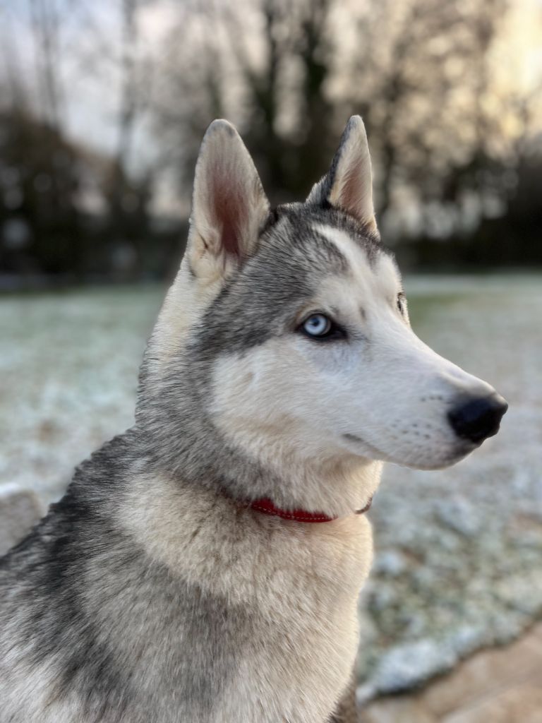 Des Terres Du Williwaw - Chiots disponibles - Siberian Husky